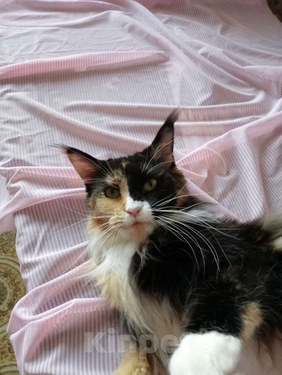 Кошки в Москве: Кошка породы мей-кун Девочка, 25 000 руб. - фото 3