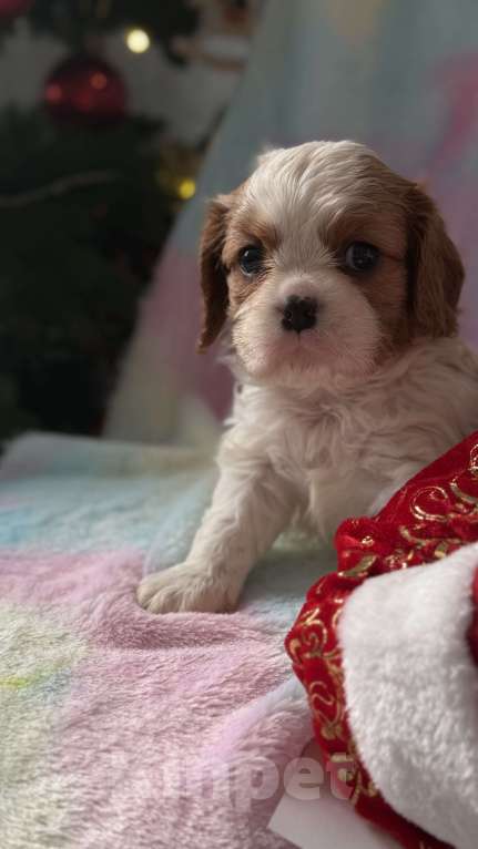 Собаки в Москве: Кавалер Кинг Чарльз спаниель девочка Мальчик, 60 000 руб. - фото 7