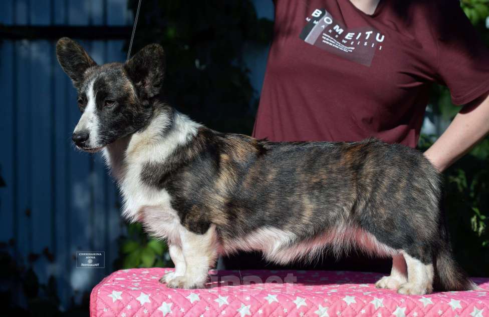 Собаки в Москве: Вельш корги кардиган  Девочка, 60 000 руб. - фото 5