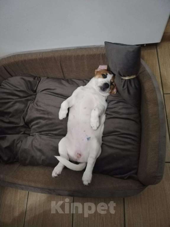 Собаки в Москве: Джек Рассел в добрые руки Девочка, 10 руб. - фото 2