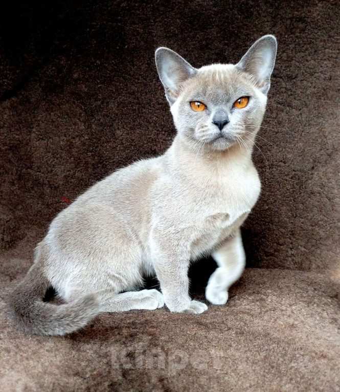 Кошки в Краснодаре: Бурманкий котёнок Девочка, Бесплатно - фото 5