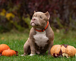 Собаки в Санкт-Петербурге: Американский Булли  Мальчик, Бесплатно - фото 1