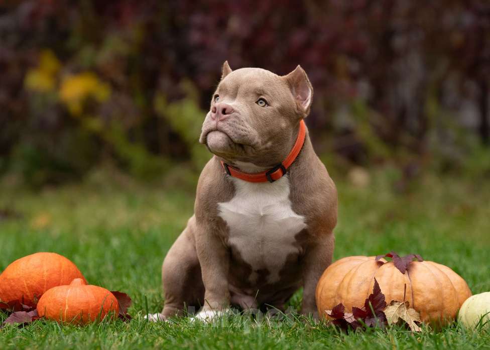 Собаки в Санкт-Петербурге: Американский Булли  Мальчик, Бесплатно - фото 1