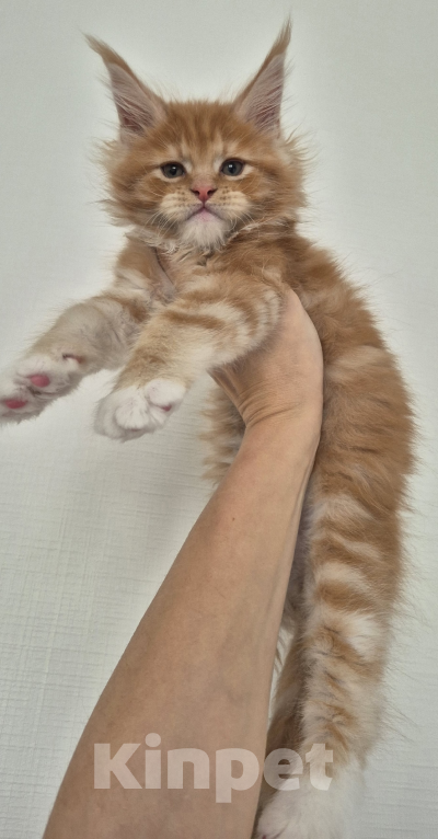 Кошки в Санкт-Петербурге: Котенок мейн-кун рыжик  Мальчик, 70 000 руб. - фото 2