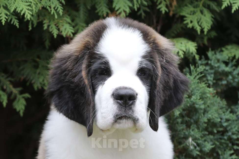 Собаки в Костроме: Щенки Сенбернара (Гигант, Друг, Сторож, няня) Девочка, Бесплатно - фото 4