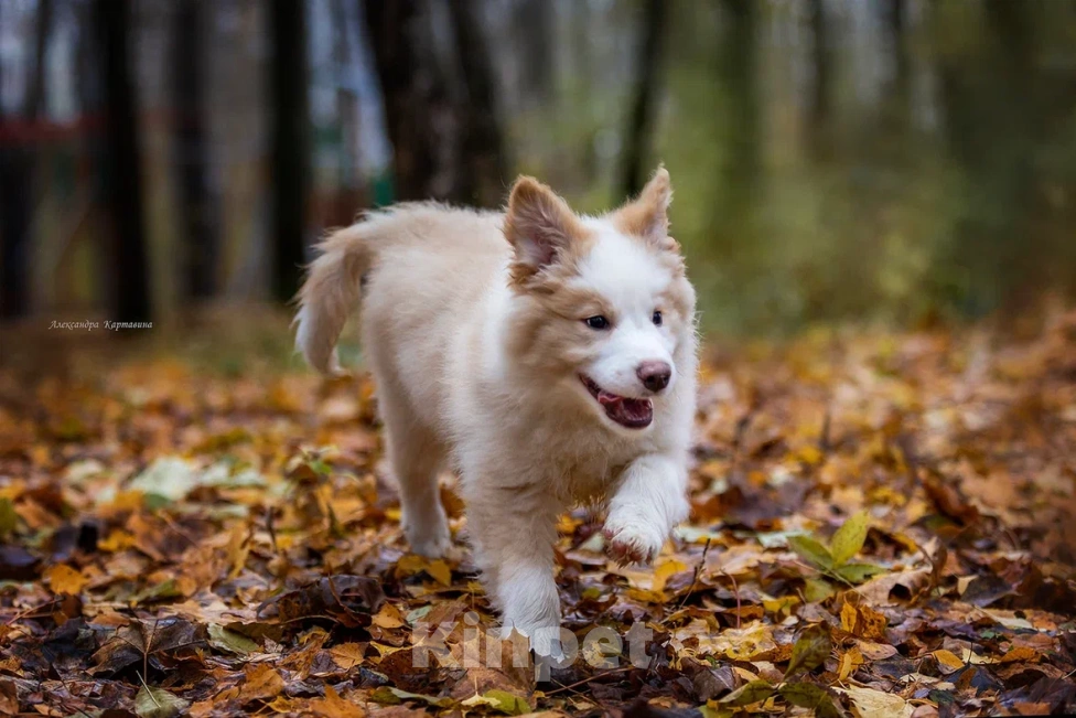 Собаки в Ярославле: Гарлем Мальчик, 80 000 руб. - фото 1