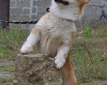 Собаки в Кисловодске: Молодой кобель вельш-корги-пемброк Мальчик, 65 000 руб. - фото 1
