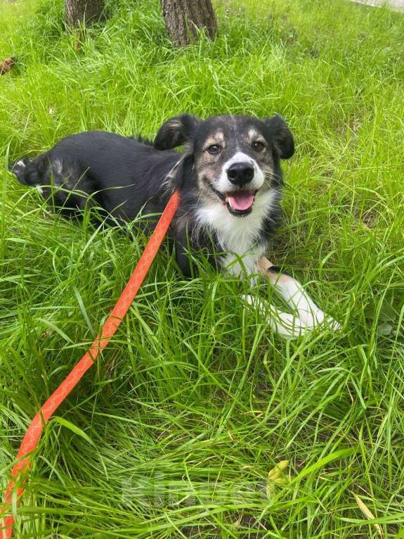 Собаки в Мытищах: Привет. Меня зовут Шарик Мальчик, Бесплатно - фото 6