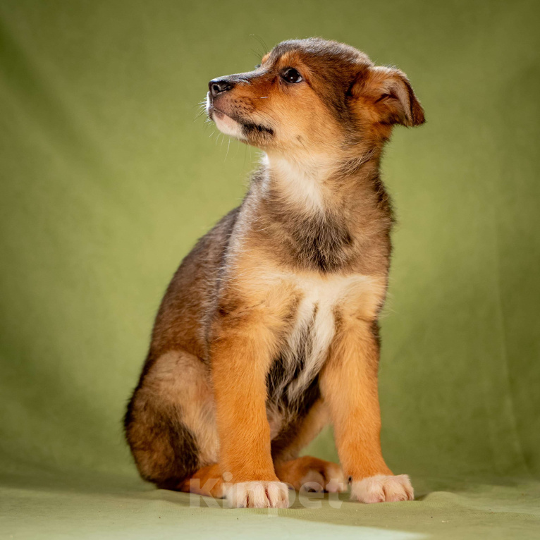 Собаки в Клине: Миндаль - очаровательная карамелька Девочка, Бесплатно - фото 7