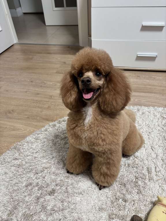 Собаки в Москве: Щенки Карликового пуделя Мальчик, 65 000 руб. - фото 9