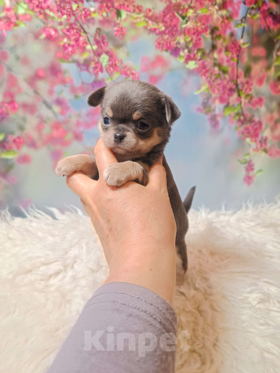 Собаки в Москве: Голубая с подпалом красавица Девочка, 100 000 руб. - фото 3