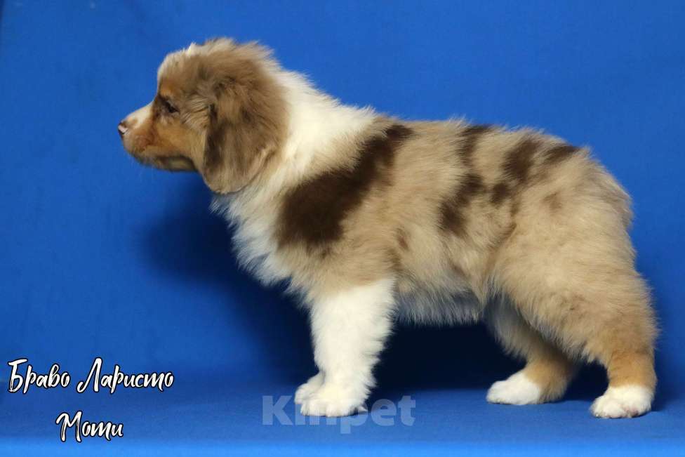 Собаки в Рязани: Щенки мас Разнополые, Бесплатно - фото 6