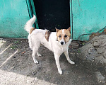 Собаки в Омске: Тимоша ищет дом Мальчик, Бесплатно - фото 3