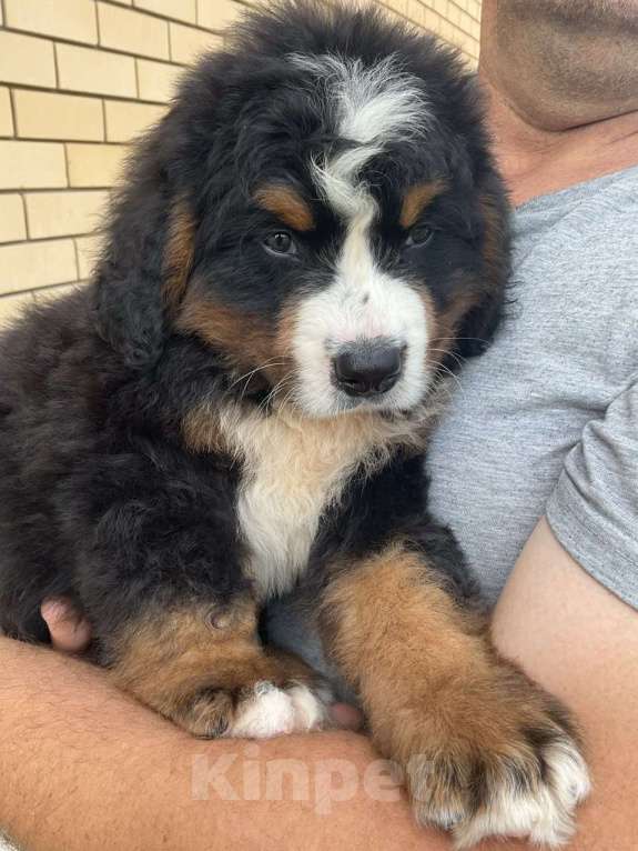 Собаки в других городах Воронежской области: Щенки БЕРНА Мальчик, 79 000 руб. - фото 8