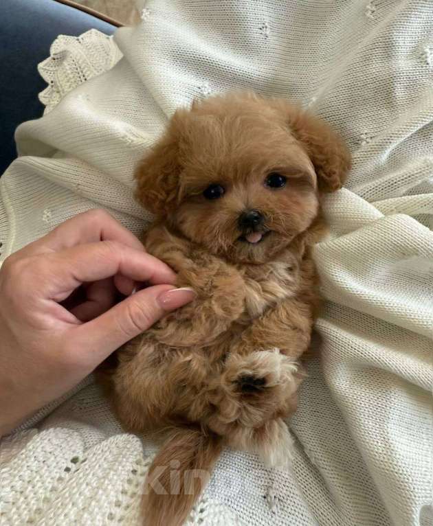 Собаки в Москве: Щенки Мальтипу микро ф1 из Китая  Девочка, Бесплатно - фото 2