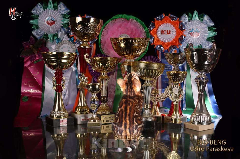 Кошки в Санкт-Петербурге: бенгальский мальчик Мальчик, 40 000 руб. - фото 5