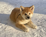 Собаки в Санкт-Петербурге: Щенок акита ину 3 мес Мальчик, Бесплатно - фото 6