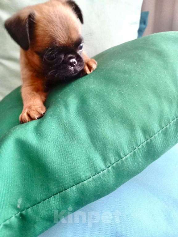 Собаки в Волгограде: Пти-брабансон Мальчик, 60 000 руб. - фото 3