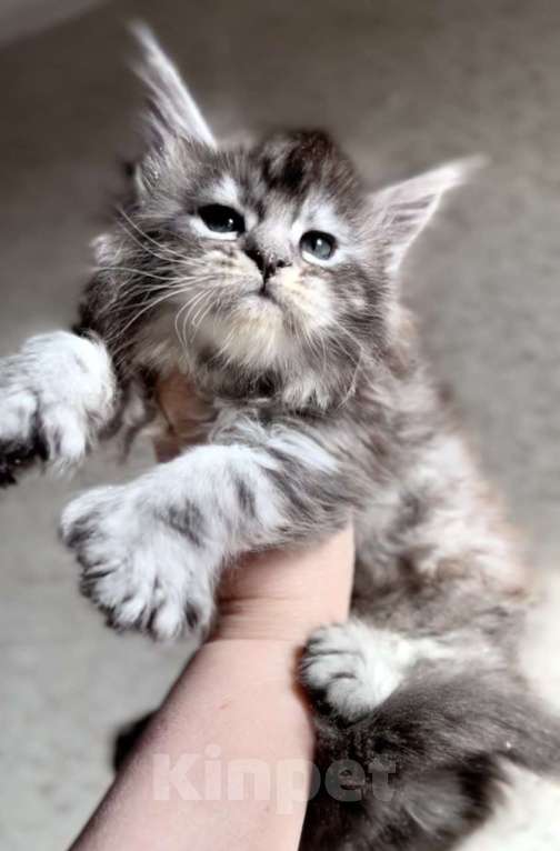 Кошки в Люберцах: Кошечка поли Юрга Девочка, 40 000 руб. - фото 2