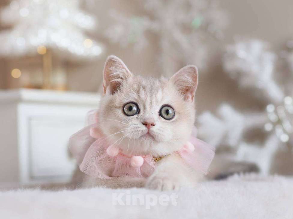 Кошки в Москве: Британская девочка Аура Девочка, 100 000 руб. - фото 3