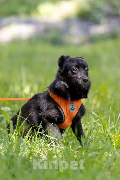 Собаки в Москве: Миниатюрная Тина Девочка, Бесплатно - фото 4