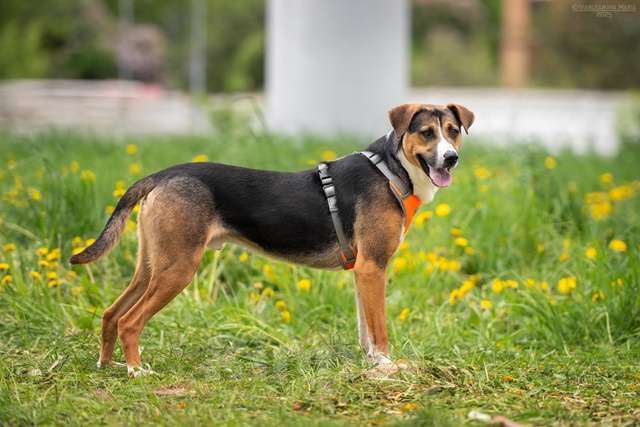 Собаки в Москве: Блэр - когда мама полюбила зененнхунда Мальчик, Бесплатно - фото 5