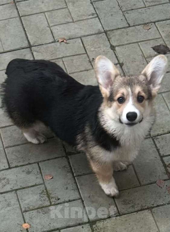 Собаки в других городах Челябинской области: Продам Девочка, Бесплатно - фото 7