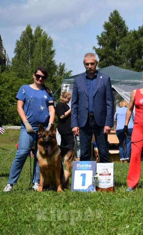 Собаки в Юрге: Племенной кобель предлагает свои услуги Мальчик, 35 000 руб. - фото 1