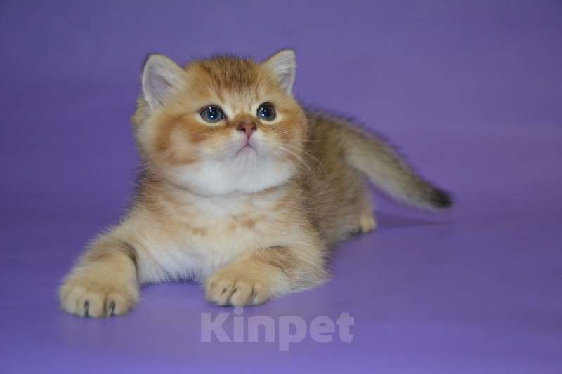 Кошки в Москве: Скоттиш страйт мальчик Мальчик, 45 000 руб. - фото 5