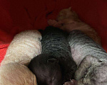 Кошки в Малмыже: Котята корниш-рекс, 10 000 руб. - фото 1