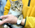 Кошки в Кувшиново: Котёнок с очаровательными глазками, Бесплатно - фото 8