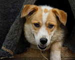 Собаки в Новосибирске: Ирма невероятная собака ищет дом Девочка, 1 руб. - фото 1