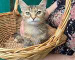 Кошки в Москве: Котята рыжие, трехцветные, мраморного окраса! В добрые руки Девочка, 10 руб. - фото 8