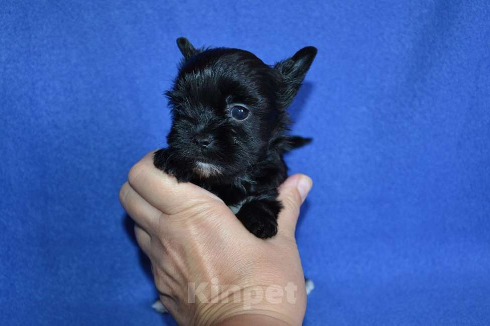 Собаки в Москве: Щенки цветного йорка-черный жемчуг  Девочка, 50 000 руб. - фото 2