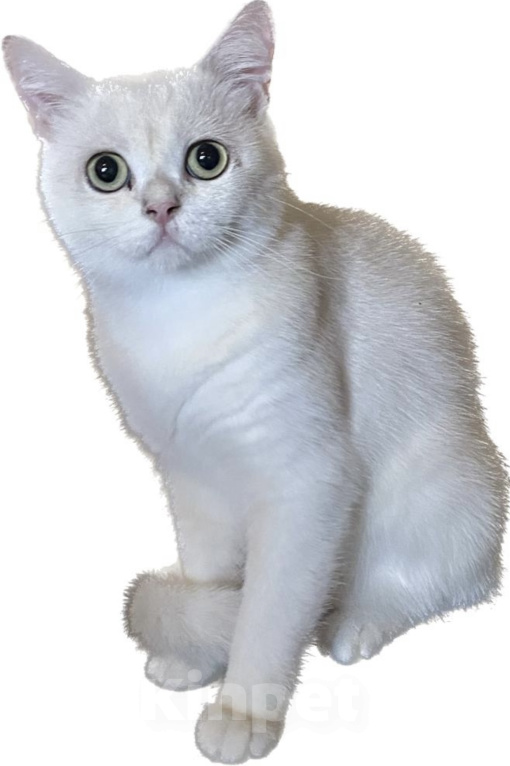 Кошки в Москве: Британские золотые и серебристые шиншиллы в добрые руки.  Мальчик, Бесплатно - фото 6