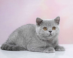 Кошки в Барнауле: Ассоль Девочка, Бесплатно - фото 2