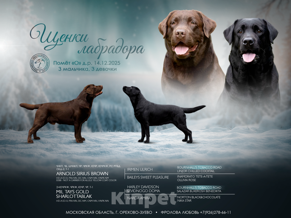 Собаки в Жуковском: Щенок лабрадора, РКФ Девочка, 65 000 руб. - фото 1