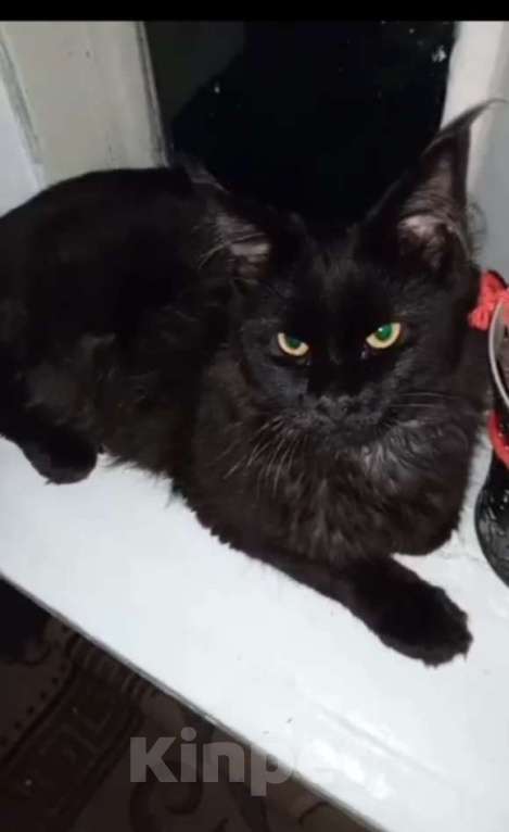 Кошки в Новосибирске: Котенок Мейн-кун Мальчик, 5 000 руб. - фото 2