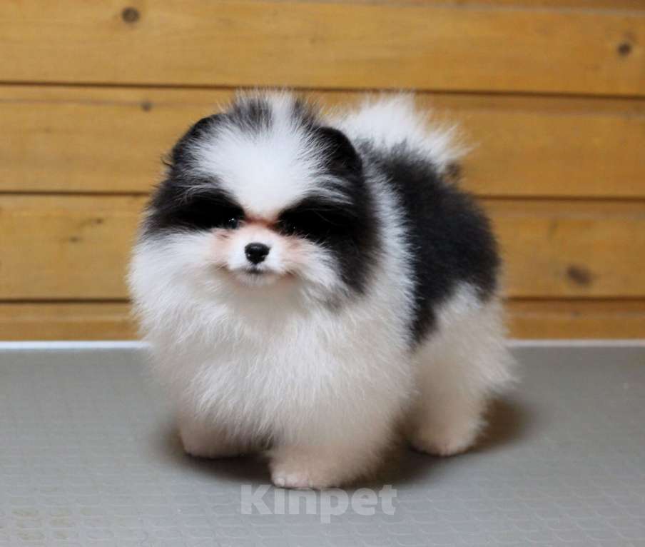 Собаки в Москве: Шикарный бело-черный мальчик Мальчик, Бесплатно - фото 3