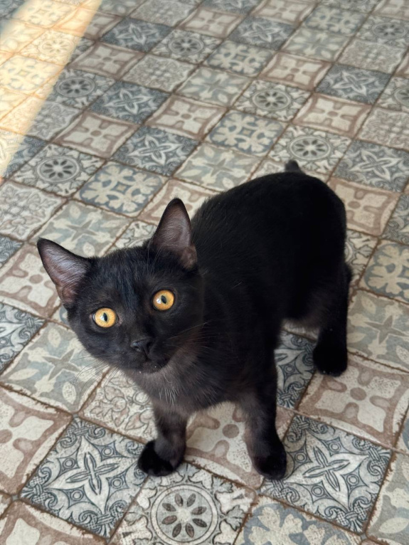 Кошки в Королеве: котенок Шмель ищет дои Девочка, Бесплатно - фото 1