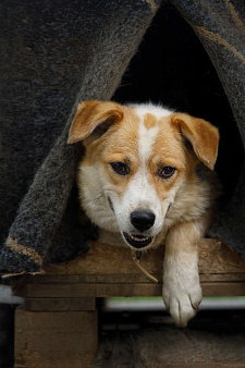 Объявление: Ирма невероятная собака ищет дом, 1 руб., Новосибирск