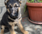 Собаки в других городах Крыма: Щенок немецкой овчарки Девочка, Бесплатно - фото 1