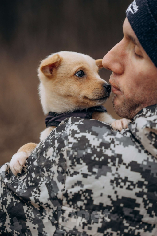 Собаки в Москве: Щенок из приюта ищет дом и семью! Мальчик, Бесплатно - фото 2