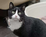 Кошки в Москве: Скромная черно-белая кошечка Марфа в добрые руки Девочка, Бесплатно - фото 1