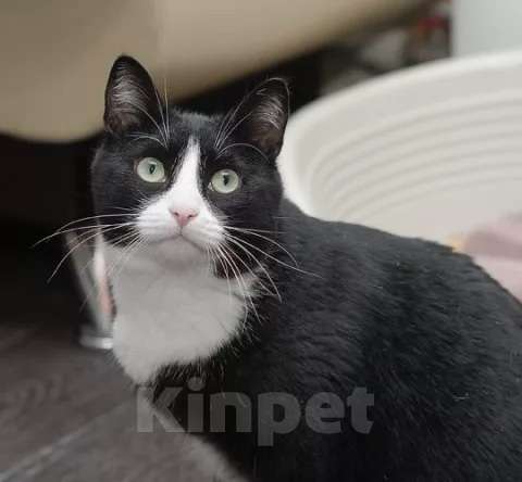 Кошки в Москве: Скромная черно-белая кошечка Марфа в добрые руки Девочка, Бесплатно - фото 1