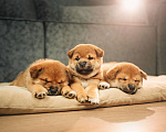 Собаки в Казани: щенки сиба-ину Мальчик, 60 000 руб. - фото 2