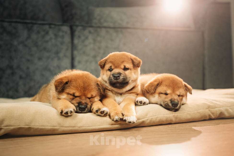 Собаки в Казани: щенки сиба-ину Мальчик, 60 000 руб. - фото 2