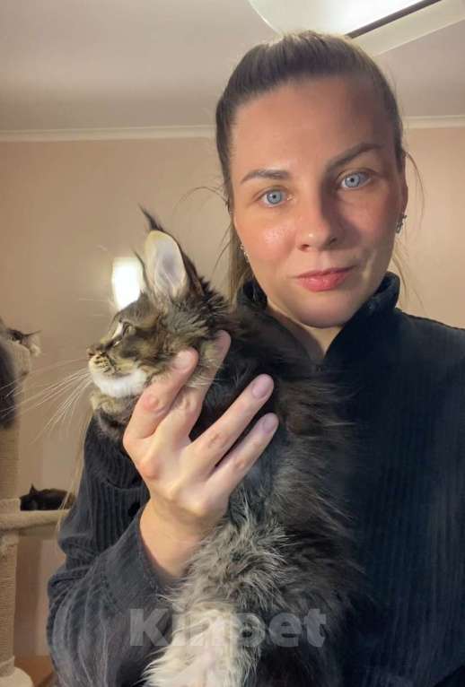 Кошки в Перми: Мейн-кун котёнок Девочка, 50 000 руб. - фото 4