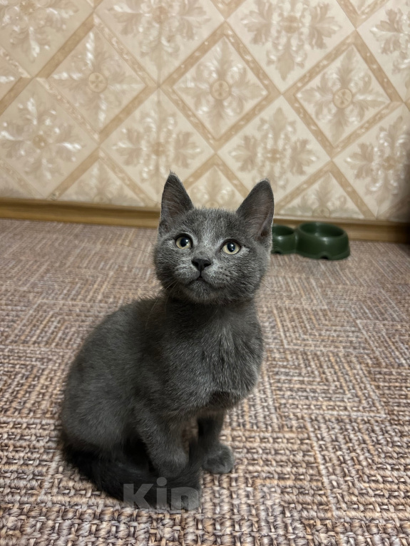 Кошки в Чите: Отдам в добрые руки Мальчик, Бесплатно - фото 2