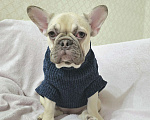 Собаки в Тюмени: Французский Бульдог щенки  Девочка, 45 000 руб. - фото 2